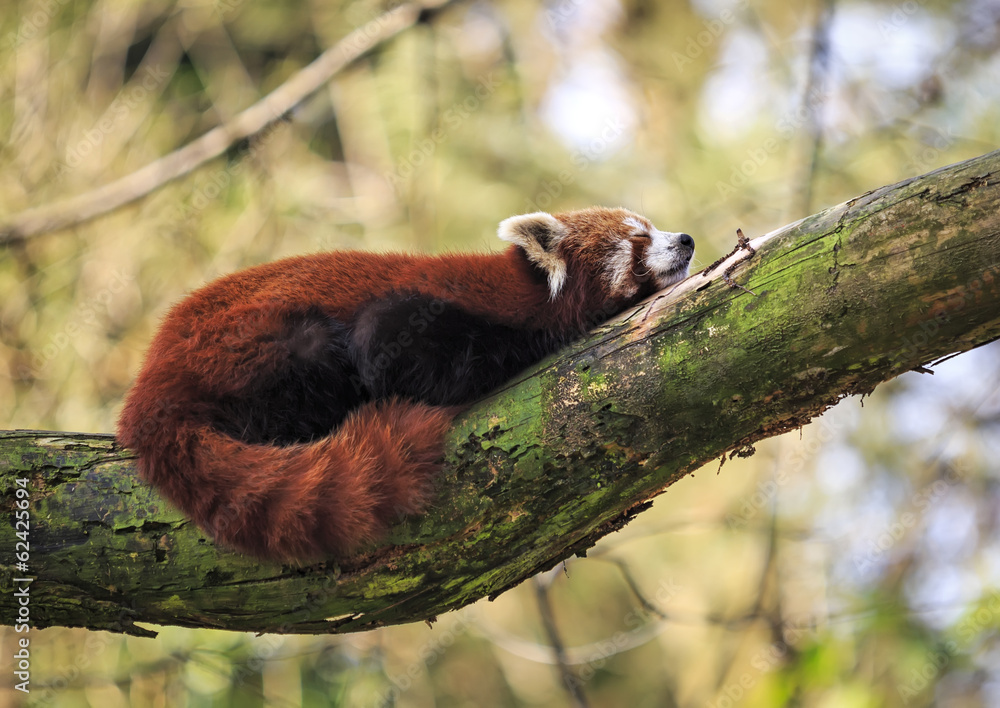 Fototapeta premium Red panda or Lesser panda (Ailurus fulgens) is resting on a tree