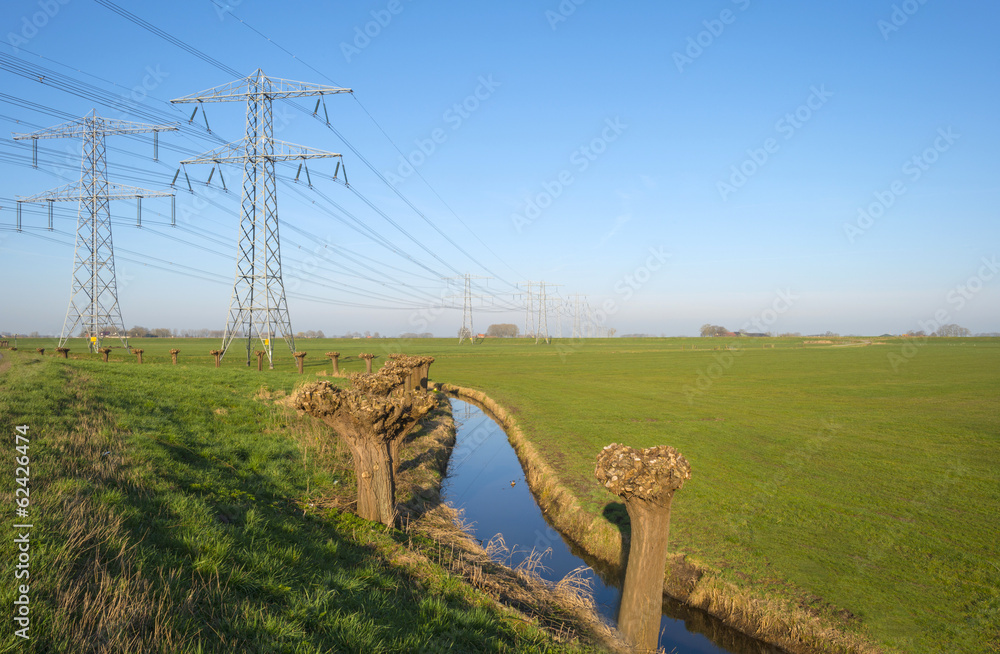 Pollard willows along a power line
