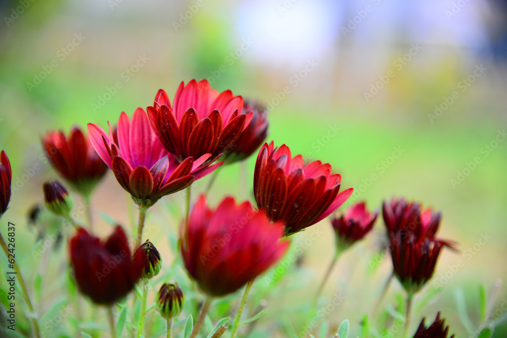 Wild flower in burgundy