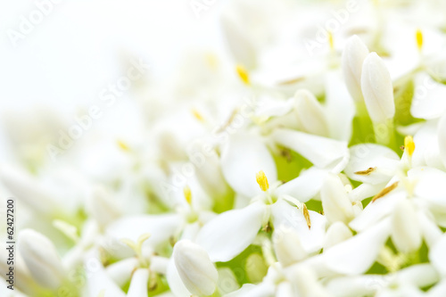 Fototapeta Naklejka Na Ścianę i Meble -  White Ixora Flower