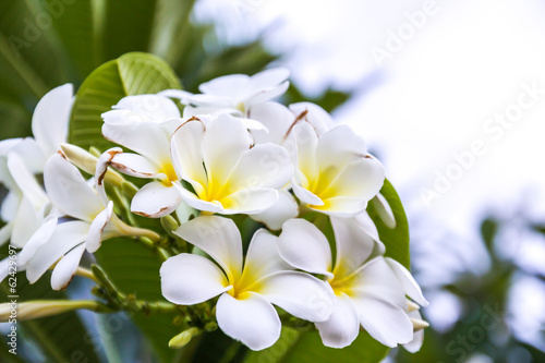 White and yellow Frangipani flowers