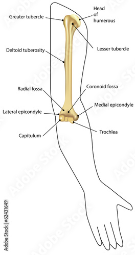 Anatomy of the Humerus in Situ Labeled Diagram