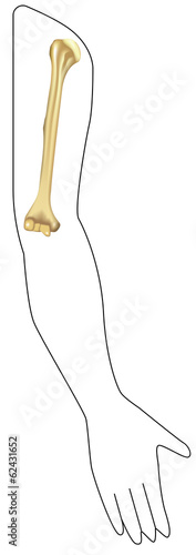 Anatomy of the Humerus in Situ