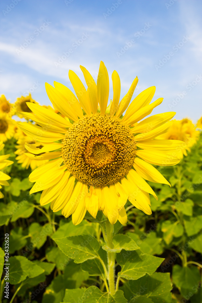 Fototapeta premium Sun Flower field