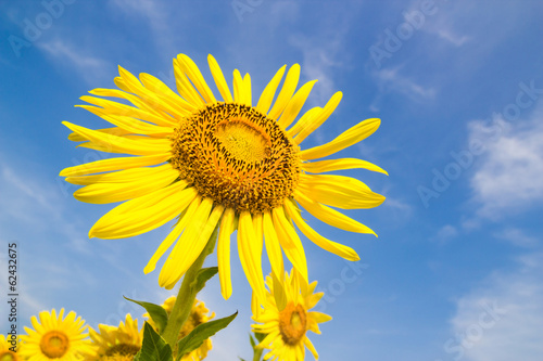 Sun Flower field