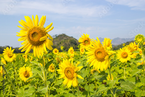 Sun Flower field