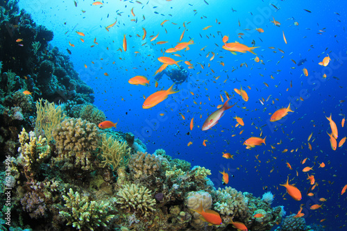Fototapeta Naklejka Na Ścianę i Meble -  Scuba diving on coral reef