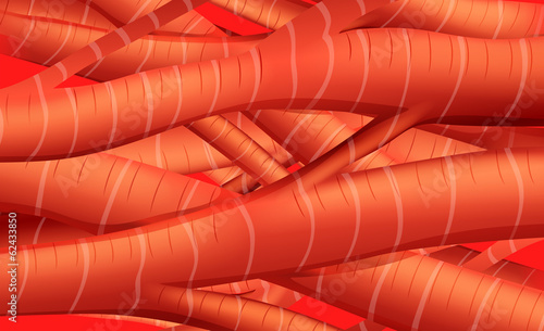 Muscle tissues