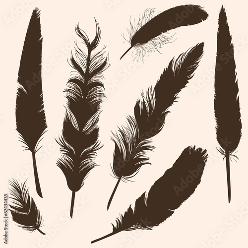 Vector Set of Plumage Silhouettes