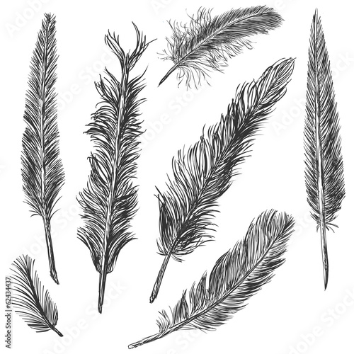 Vector Set of Sketch Plumage