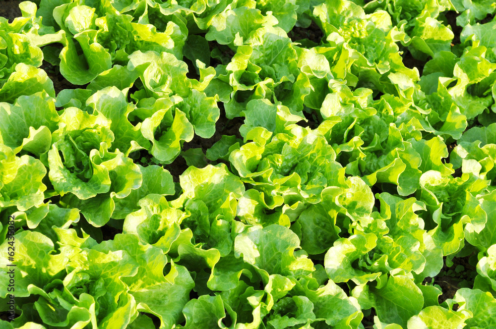 fresh green lettuce grow in vegetable garden fresh green lettuce grow in vegetable garden