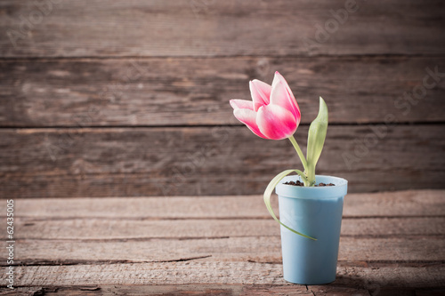Canvas Print pink tulip  in pot on wooden background