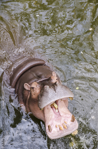 Hippo, Hippopotamus amphibius, open mouth wait for food.