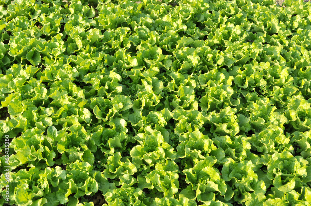 fresh green lettuce grow in vegetable garden