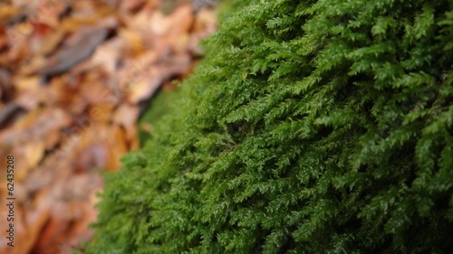 Moss Growing On A Tree In A Forest