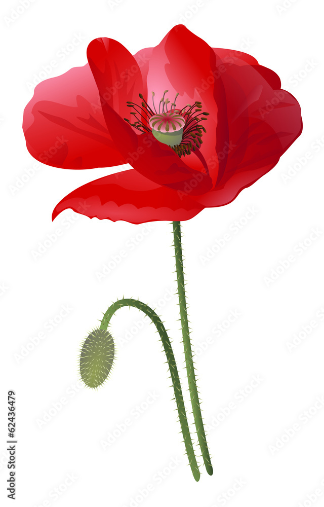 Poppy flower isolated Poppy flower isolated