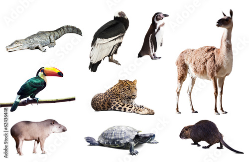 Fauna of South America photo