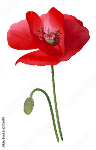 Fototapeta Naklejka Na Ścianę i Meble -  Poppy flower isolated