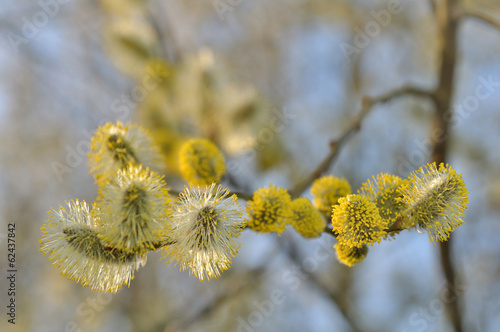 floraison aulne