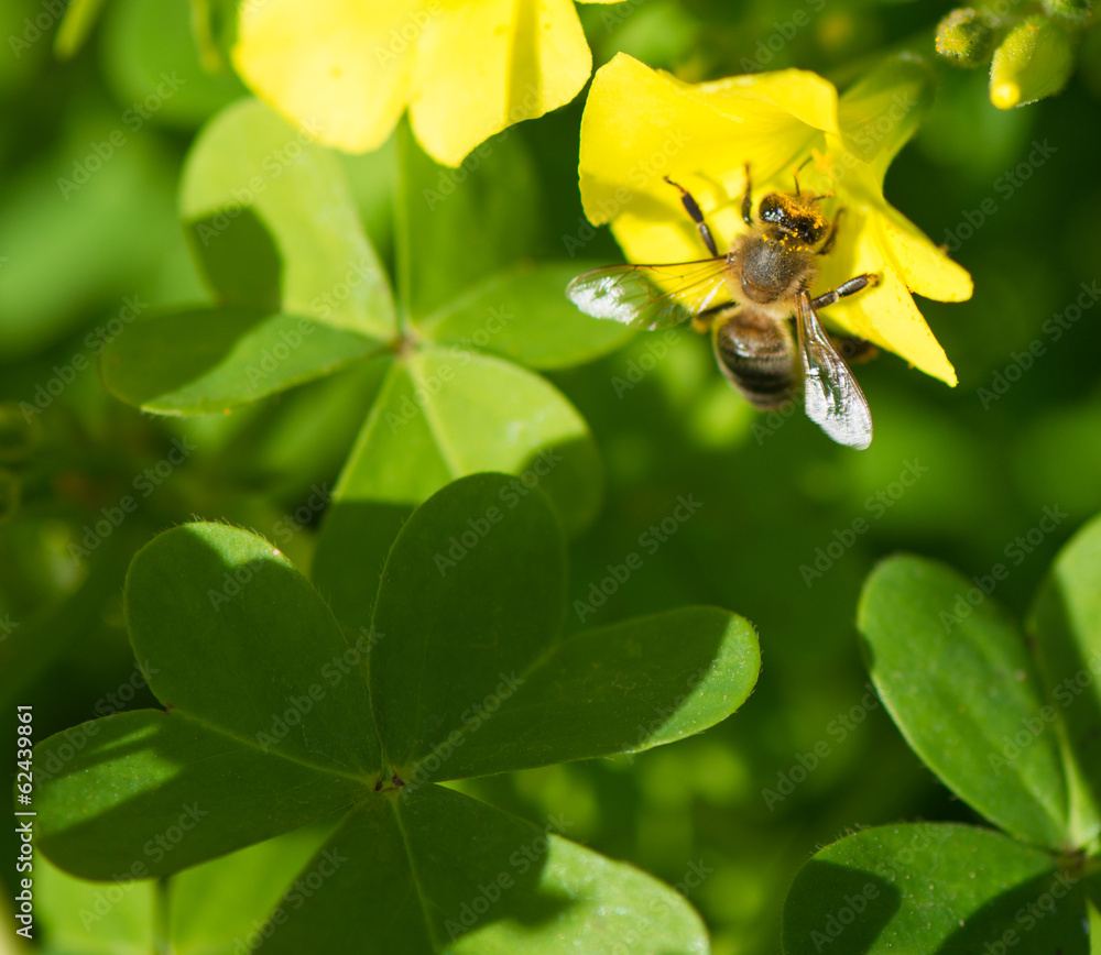 Naklejka premium Bee on flower