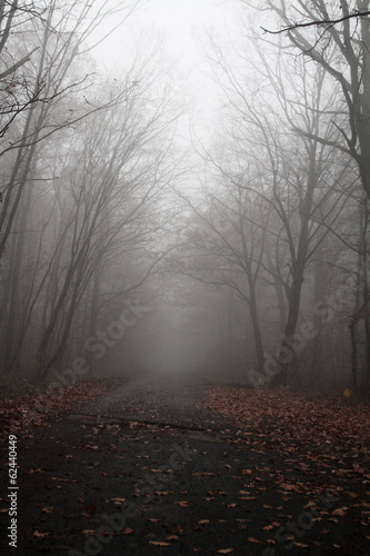 Road in the foggy