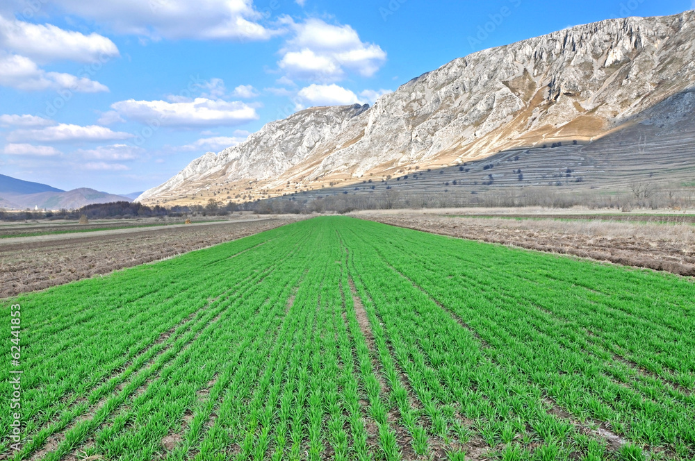 Arable field at spring