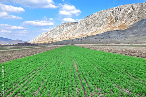 Arable field at spring