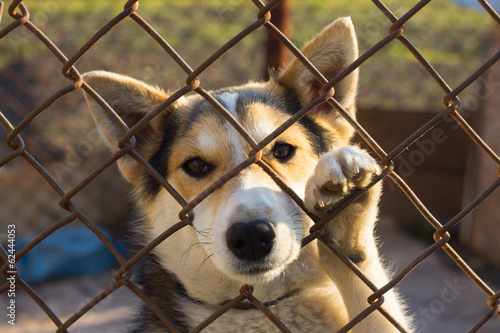 dog in the cage