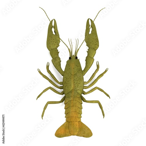 realistic 3d render of crustacean - crayfish