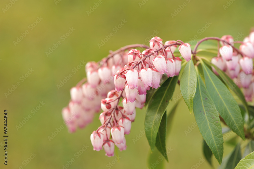 Fototapeta premium Pieris japonica or adromeda japonica “Katsura”