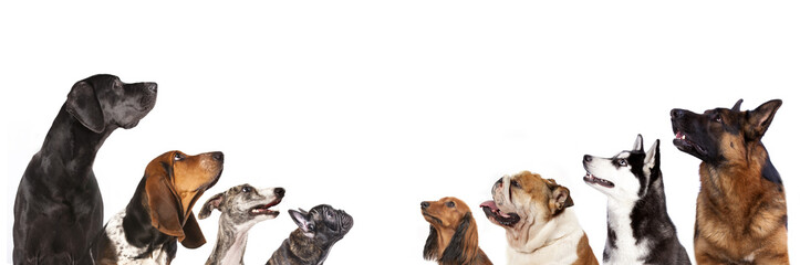 Acrylglasbilder Hund Hundegruppe blickt neugierig nach oben  © liliya kulianionak