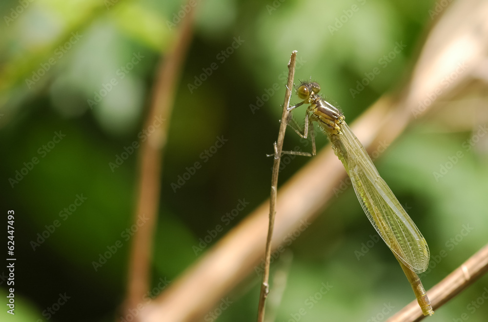 closeup of a damselfly on a twig closeup of a damselfly on a twig