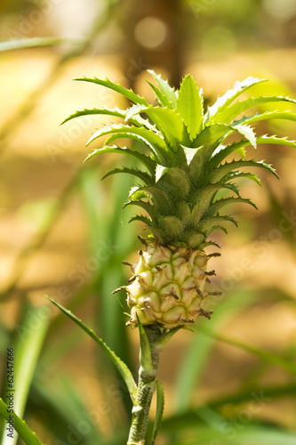 Small pineapple on a branch