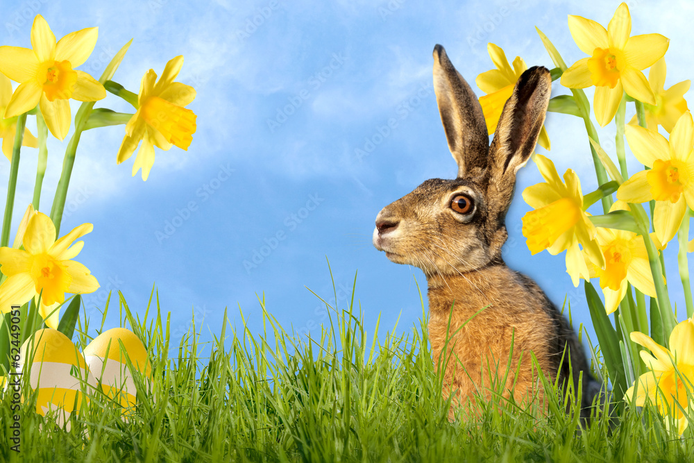 Fototapeta premium Osterhase mit Osterglocken