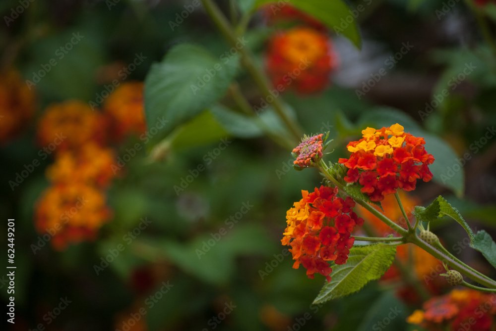 Fiori Fiori