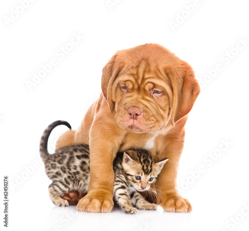 Bordeaux puppy dog and bengal kitten together. isolated on white