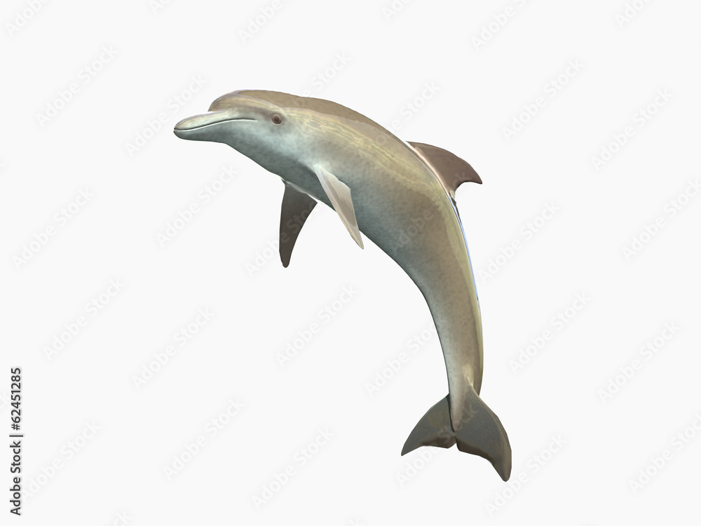 Fototapeta premium HI res Dolphin isolated on a white background