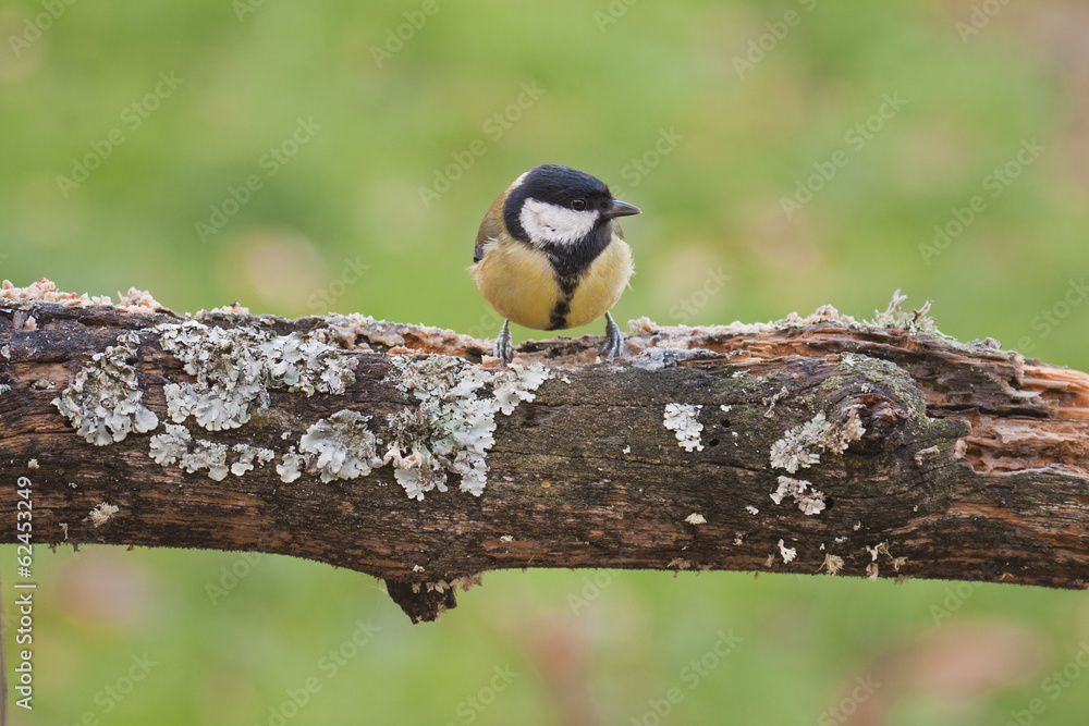 Obraz premium Great tit perched on a tree