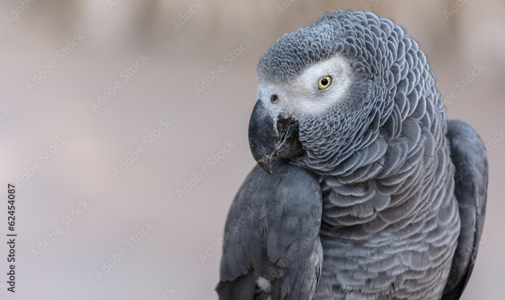 Fototapeta premium African Gray Parrot