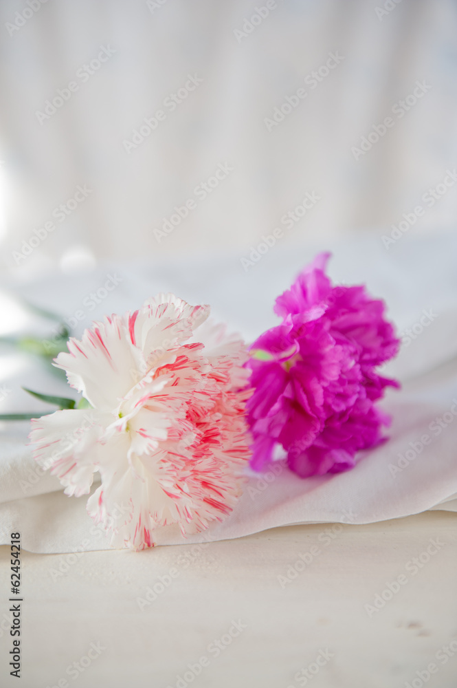 Chrysanthemum Chrysanthemum