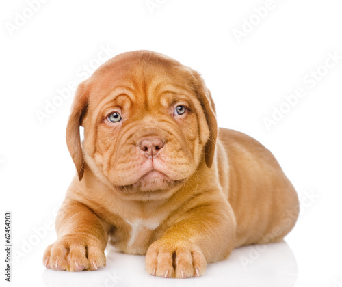 Sad Bordeaux puppy dog. isolated on white background