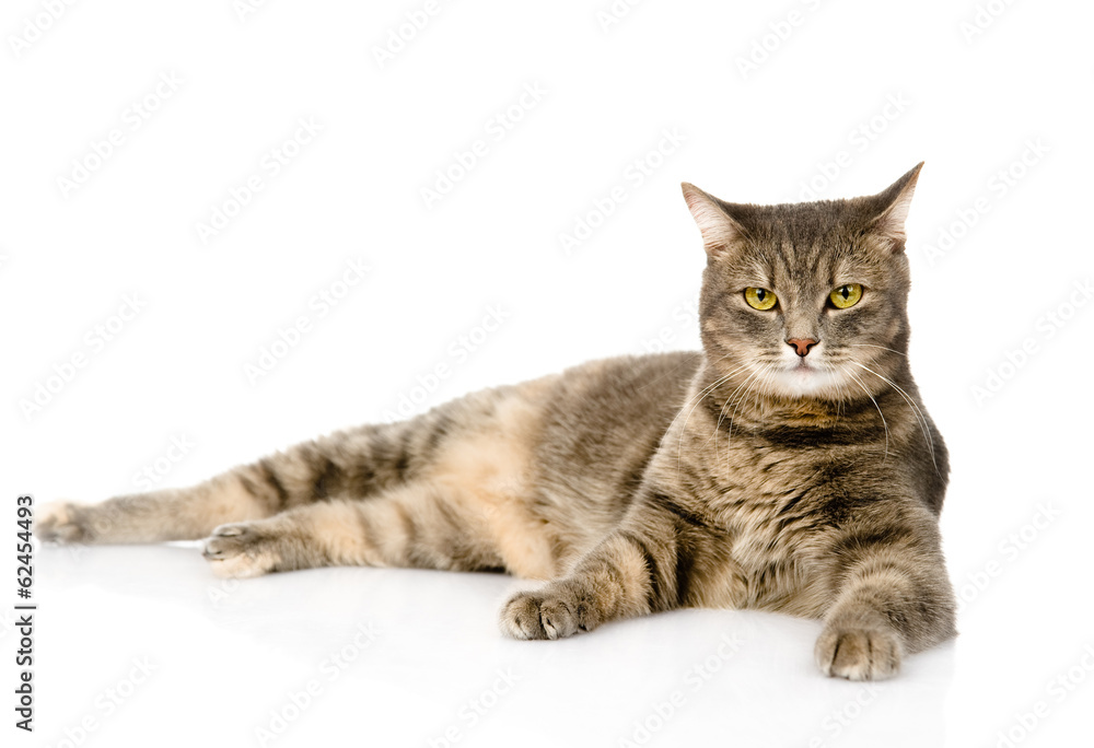 Gray cat lying and looking at camera. isolated on white 