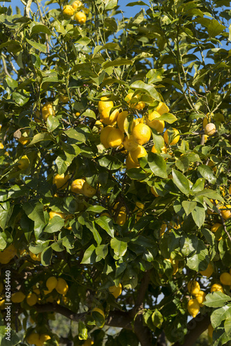 Limón en árbol, Mallorca, Baleares.