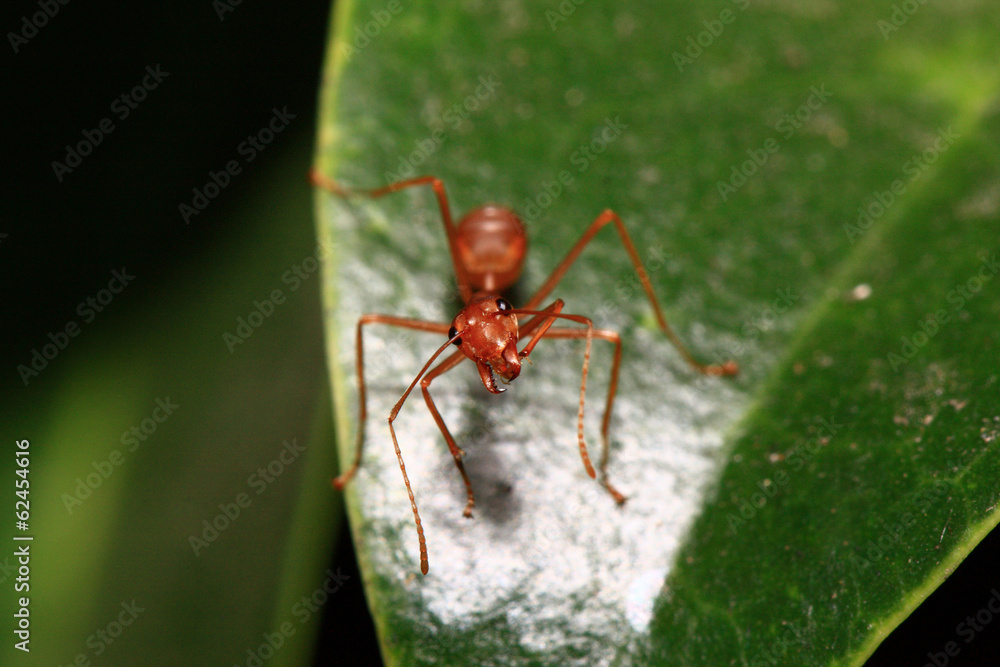Orange ants walking on green leaves