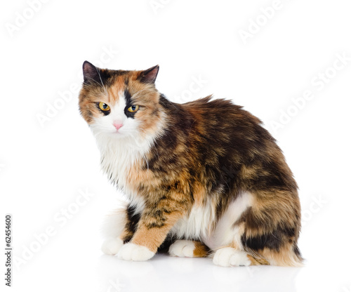 tricolor cat sitting and looking at camera. isolated on white 