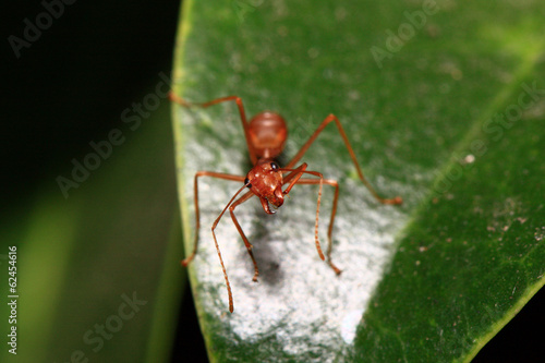 Orange ants walking on green leaves