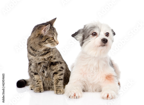 cat with dog together. isolated on white background © Ermolaev Alexandr