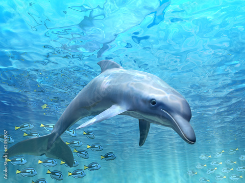 Dolphin under water