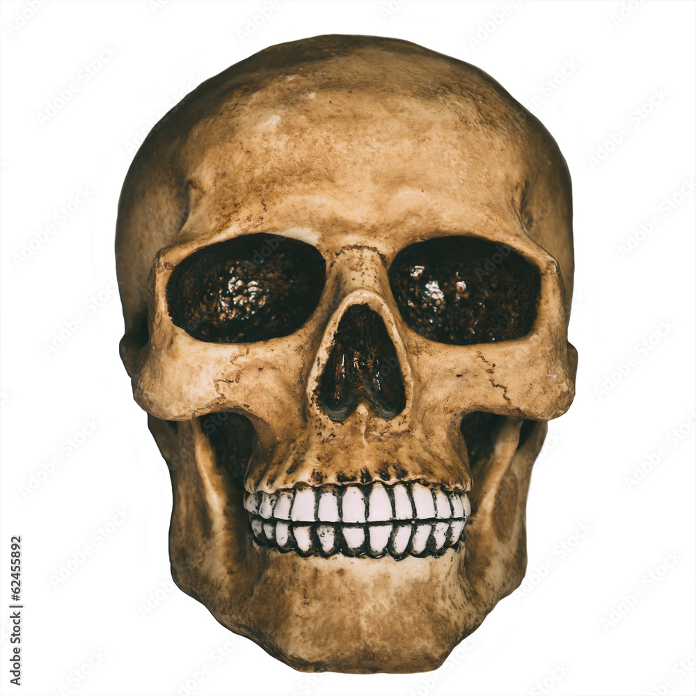 Fototapeta premium Front view of human skull over white background