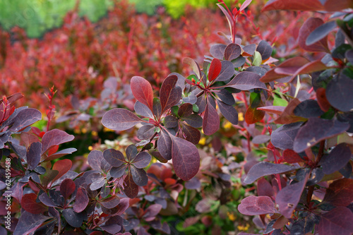 Berberis ottawensis Superba